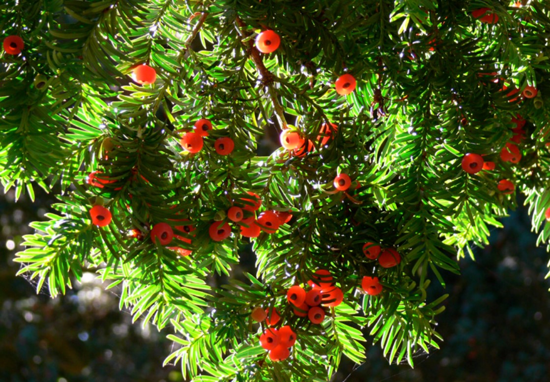 EMS Care of Yew Poisoning